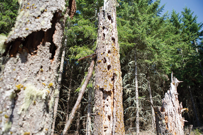 Snags, dead but still standing trees, are filled with bird nests and cavities for other critters in a meadow.