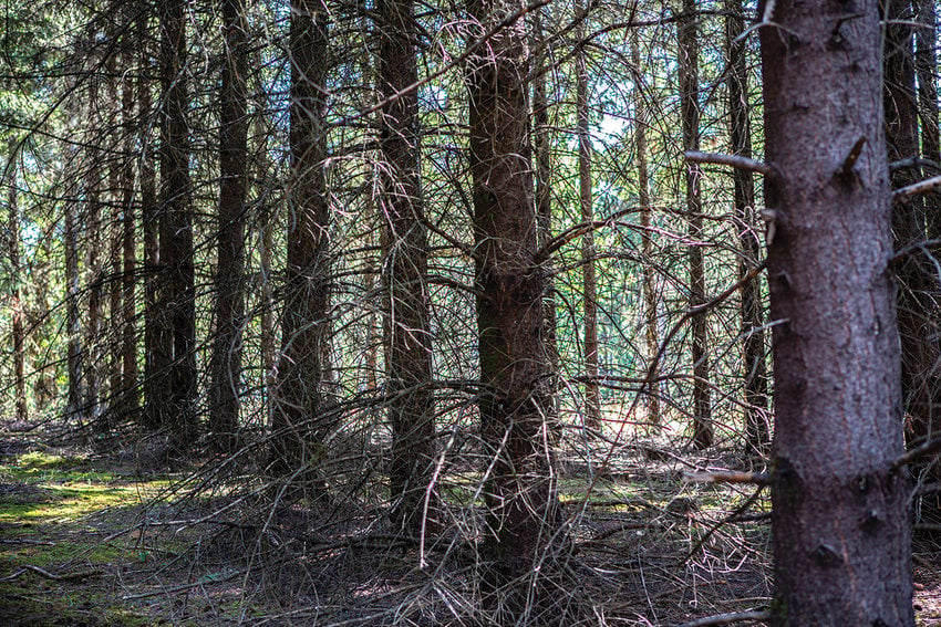 Tree trunks with no leaves sit in neat lines in a dark forest.