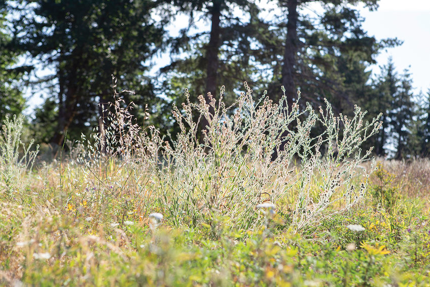 Wildflowers catch the sun in prairie.