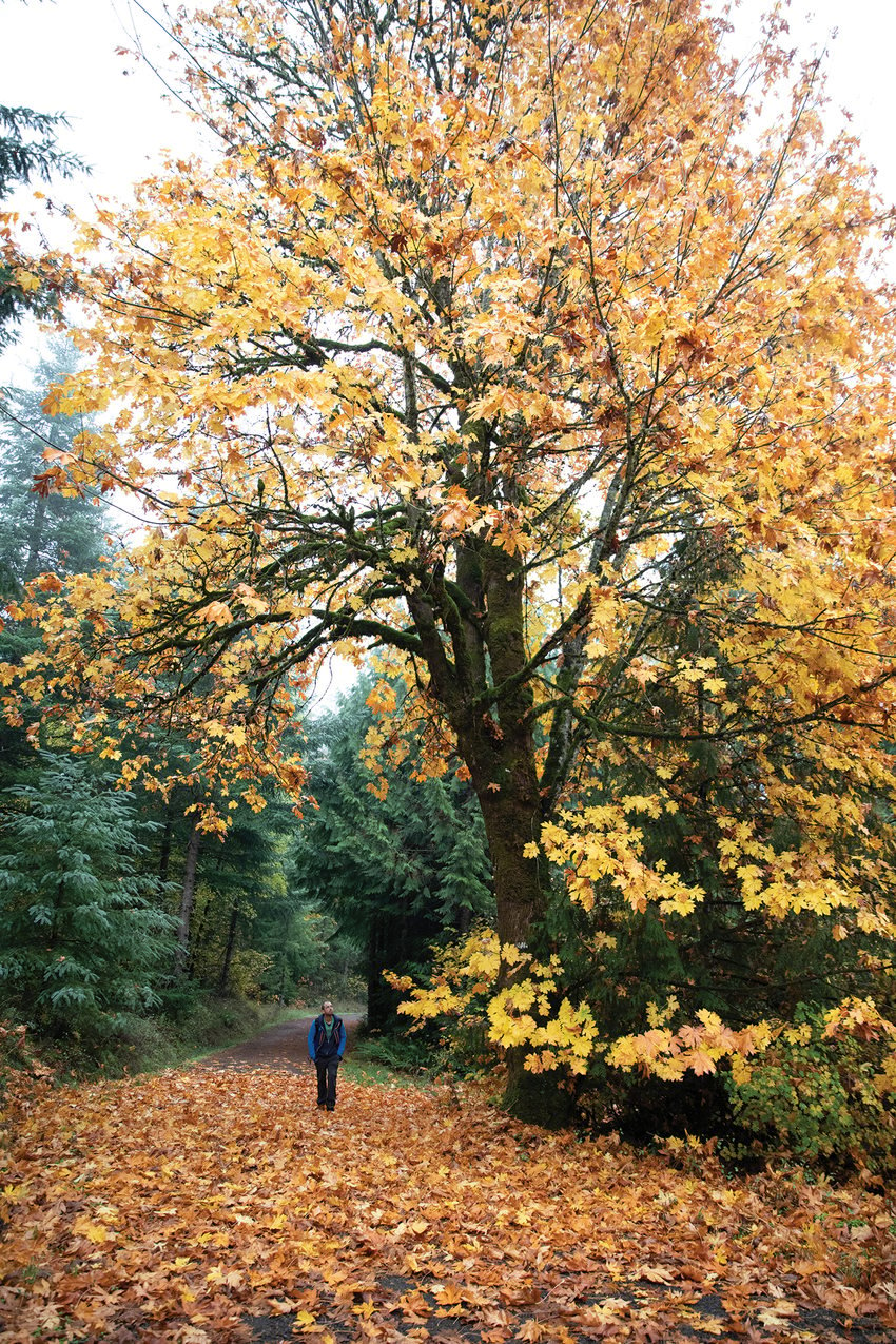 A hiker walks along a wide trail under a large tree covered in yellow leaves.