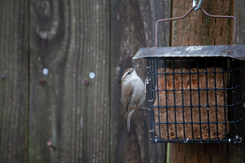 A small brown and white bird hangs on the side of a bird feeder filled with suet.
