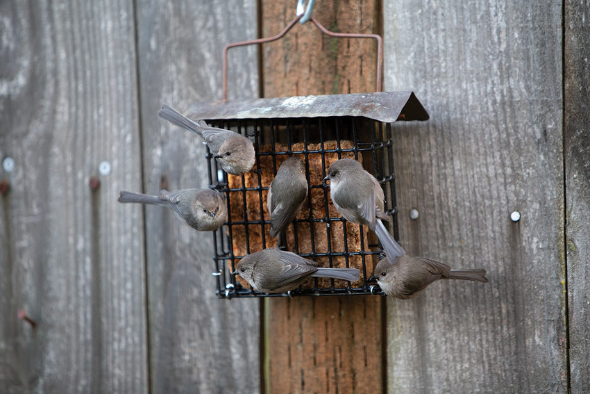 Six tiny gray and brown birds hang onto the side of a feeder filled with suet.