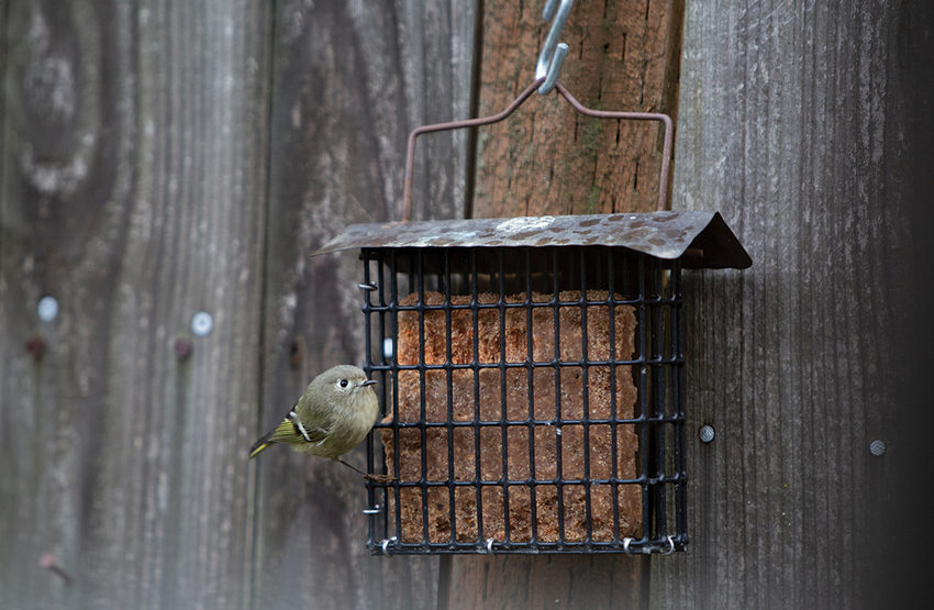 A tiny gray-green bird with a bright black eye perches on the edge of a bird feeder.