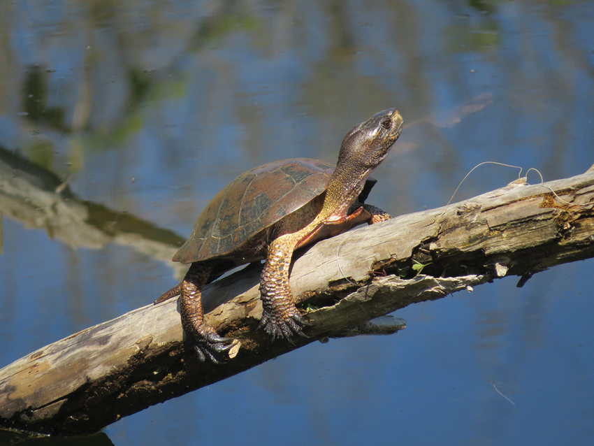 A turtle with a smooth head and scaly legs drapes over a barkless tree branch sticking out of water.