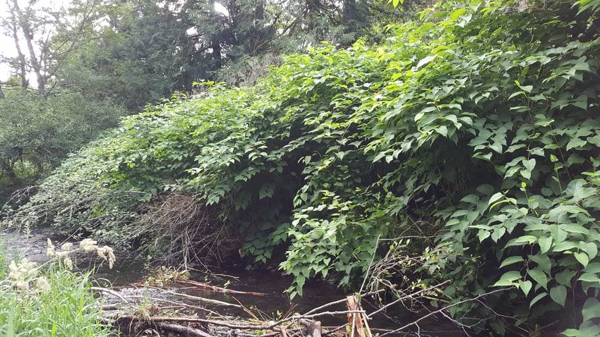 Big shrub of knotweed bushes.