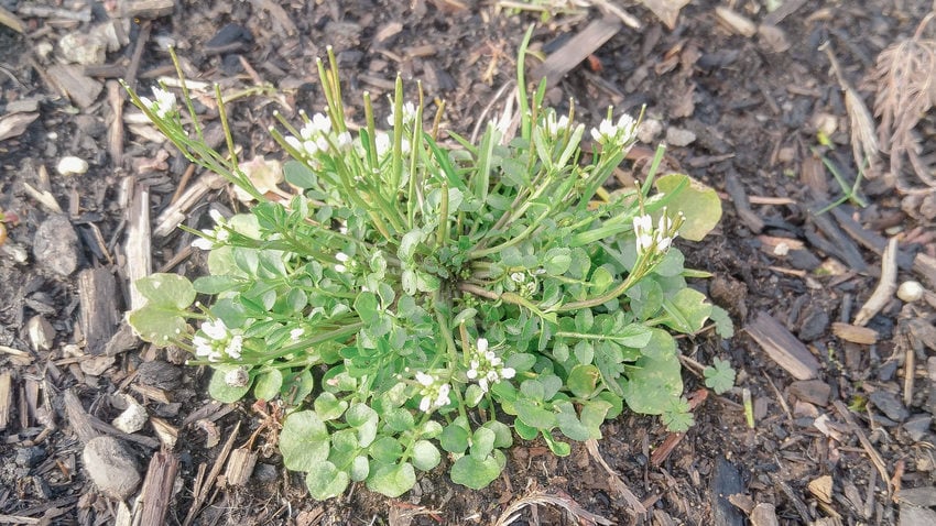 Top view of a bittercress basal rosette with young green seed pods.