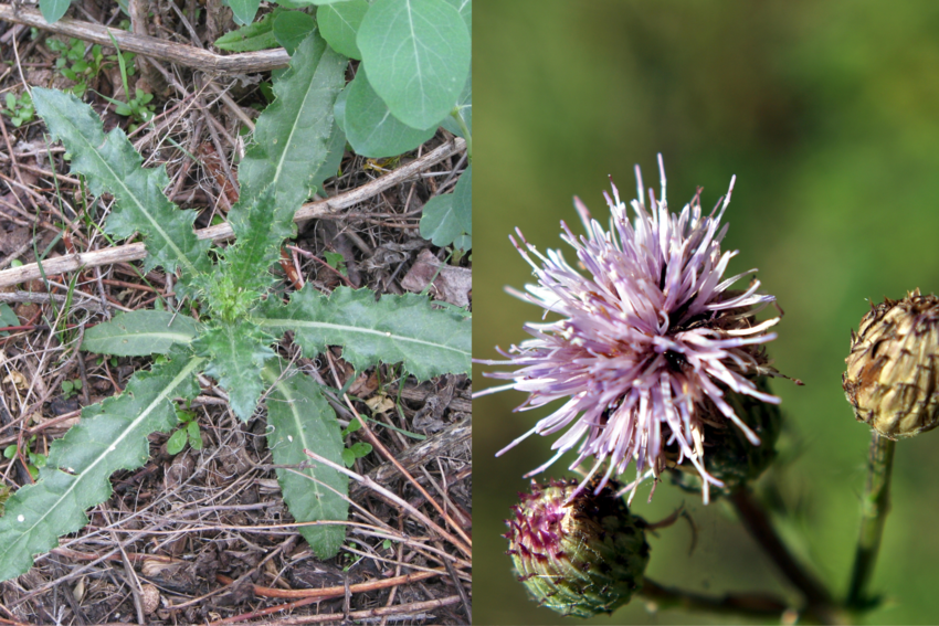 Collage of top view of a Canada thistle and side view of pink round bloom.