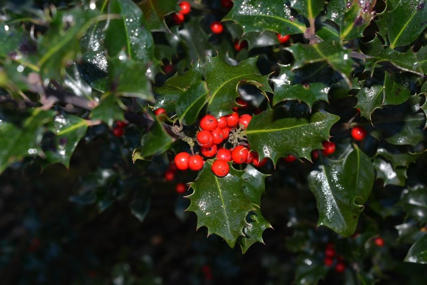 English ivy with a cluster of red berries.
