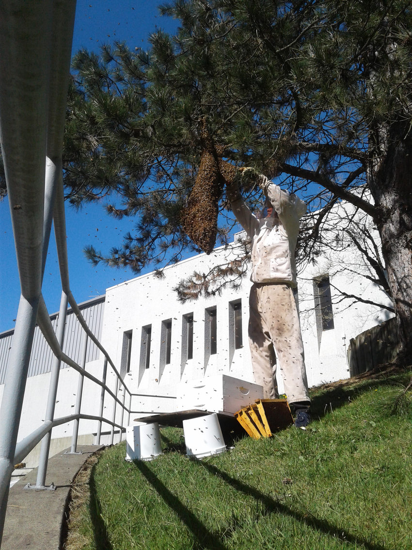 An image of beekeeper Glen Andresen removing the swarm from the tree