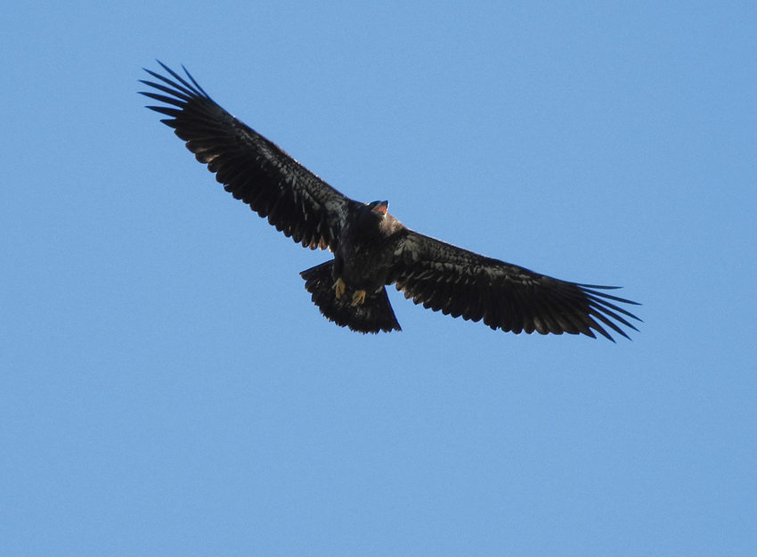 A juvenile bald eagle calls out while soaring in a blue sky.