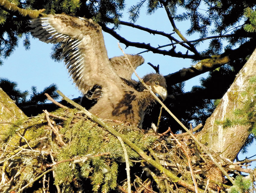 A gangly, fuzzy eaglet flaps its wings while sitting in its nest.
