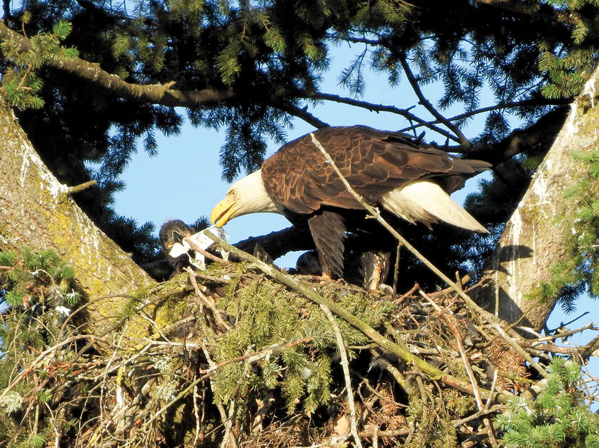 An adult bald eagle stands on the edge of its nest holding a fish skin while its chick tries to pull it away.