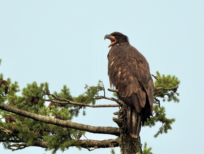 A juvenile bald eagle calls out while perched on the very top of a large evergreen tree.