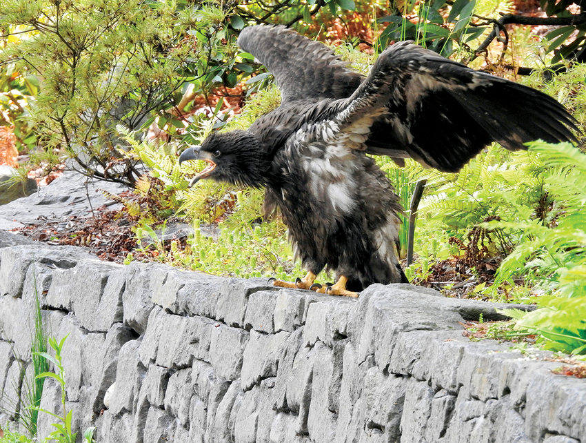 A juvenile bald eagle stands on top of a low, gray-stone wall. It's wings are raised up and open and its head pushes forward as it makes a call.