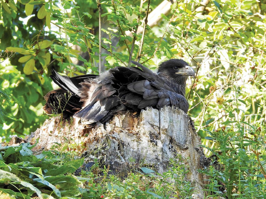 A juvenile bald eagle nests in a hollow stump with many green plants all around it.