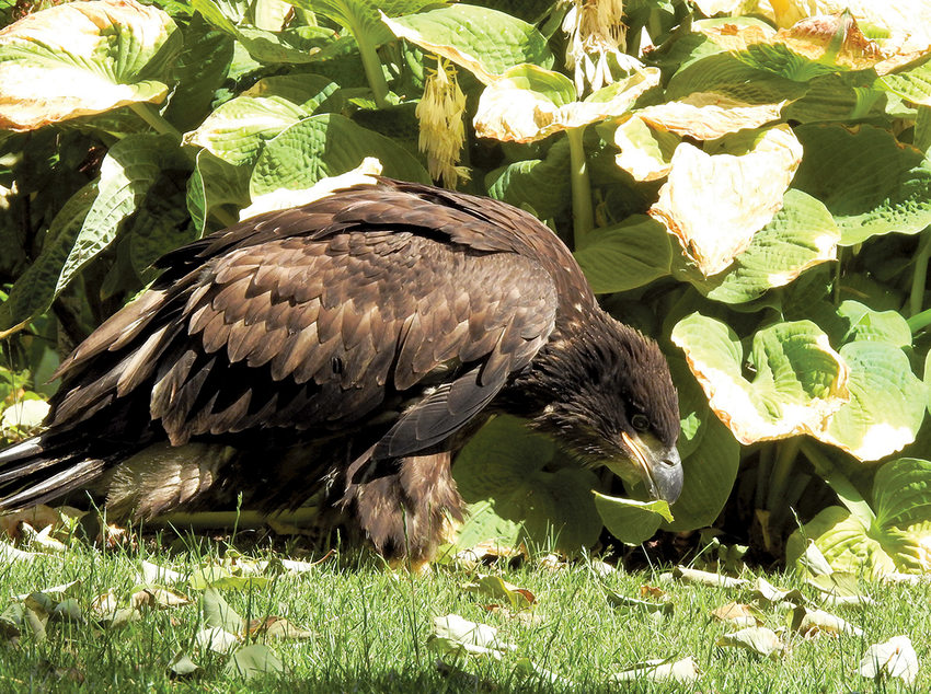 A juvenile bald eagle walking on a grassy lawn picks up a green leaf with its beak.