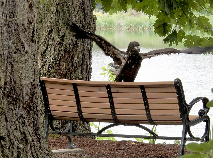 A juvenile bald eagle lands on the seat of a park bench. Its wings are spread wide as it makes the landing.