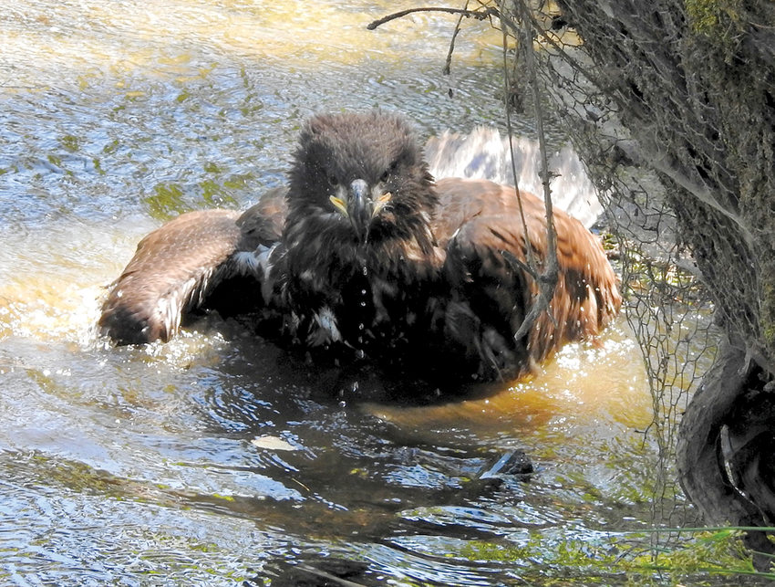 A bald eaglet wades in a pond. Water drops drip from its beak.