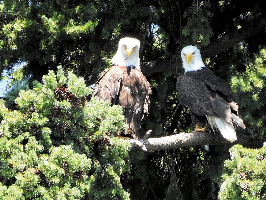 Two bald eagles perch on the branch of an evergreen and look toward the ground.