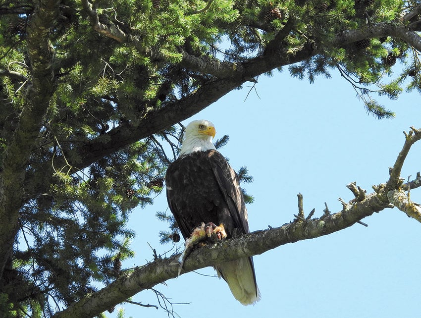 A bald eagle perches on a tree branch. It holds a fish in its talons.
