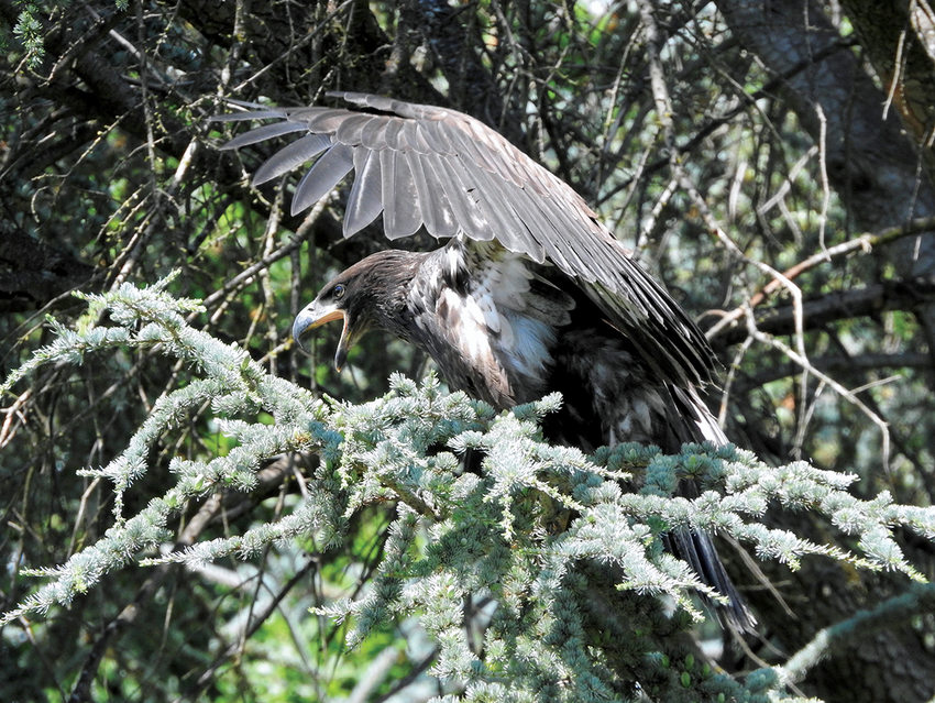 A juvenile bald eagle calls out as it tries to get its balance on an evergreen branch.