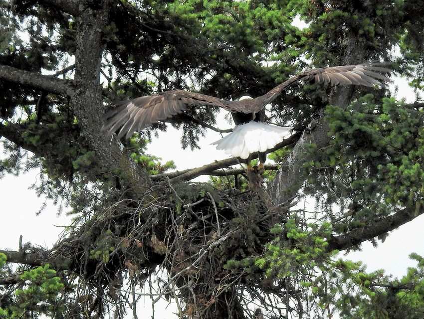 A bald eagle approaches its nest with its wings outstretched. A squirrel dangles from its talons.