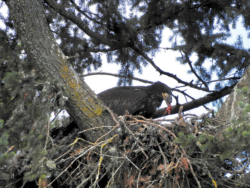 A juvenile bald eagle stands in its nest up in a large evergreen tree. It is eating red meat.