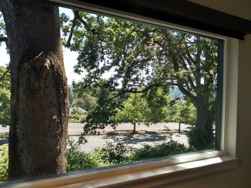 View through window of tree and parking lot