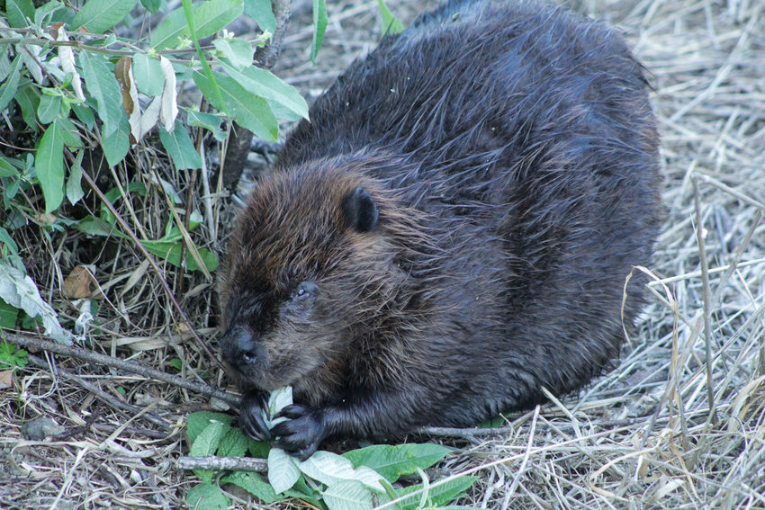 Beaver sitting and eating greens.