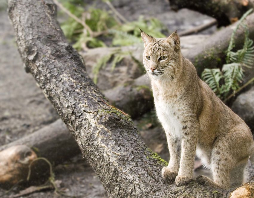 A bobcat places its front paws on a fallen tree trunk.