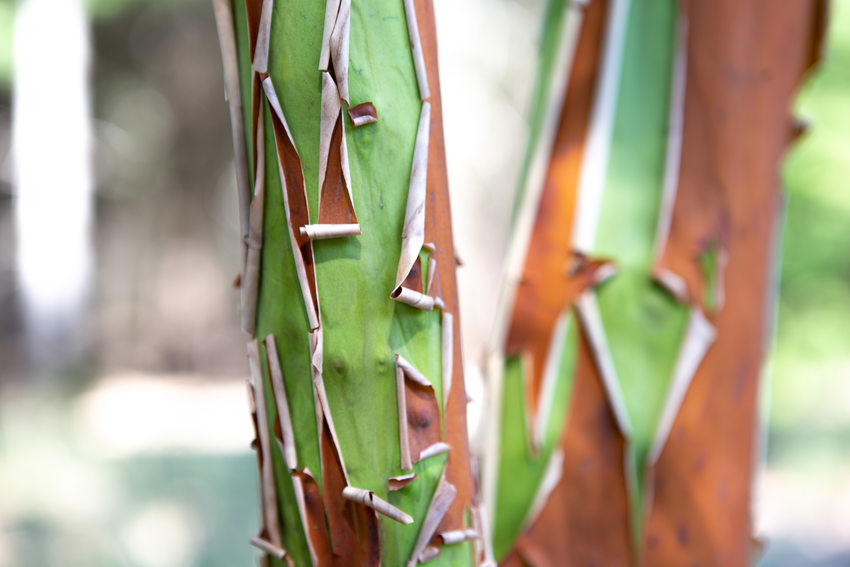 A close up of tree trunks on the madrone tree. The brown outer layer is peeling and uncovering a green layer of the tree.