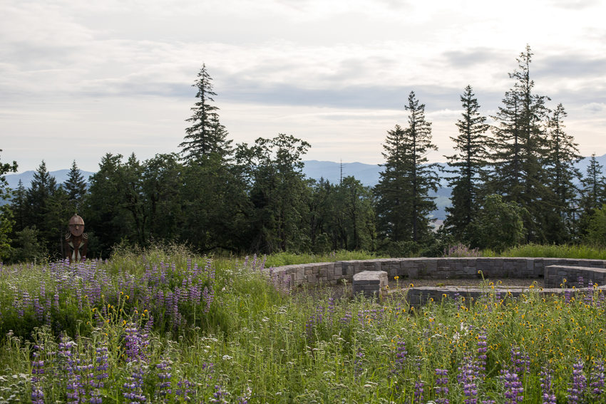 Top of a trail filled with lupine covering the foreground and Doug firs in the distance on a mostly cloudy day.
