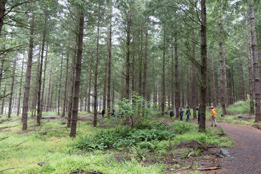 Group of people walking on a trail in a forest of Douglas fir