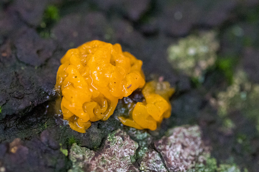 Clump of bright orange fungi on a tree trunk.