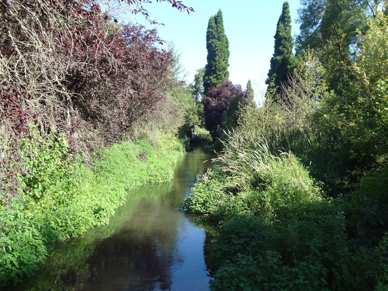 a peaceful stream runs through lush foliage 