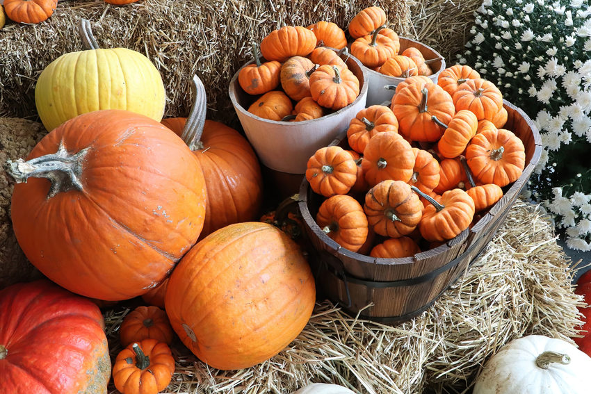 Large pumpkins sit on bales of hay next to baskets full of smaller pumpkins