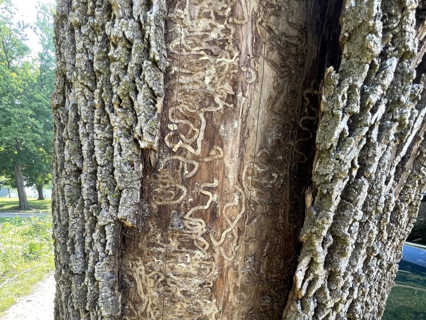 close-up of ash tree with the bark stripped away from part of the trunk and squiggles carved into the wood