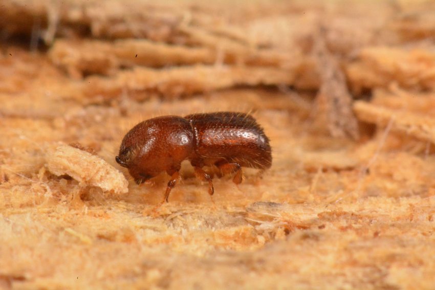 small brown insect crawling over wood