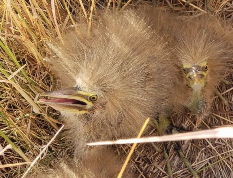 two bittern chicks sit in browning grass, their fledgling feathers looking more like long fur