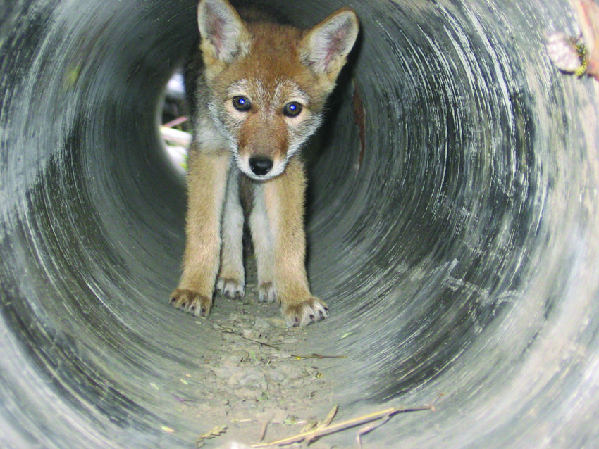 coyote pup stands inside a culvert pipe