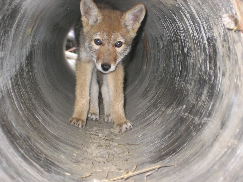 coyote pup stands inside a culvert pipe