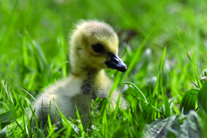 a fuzzy yellow duckling sits alone in grass