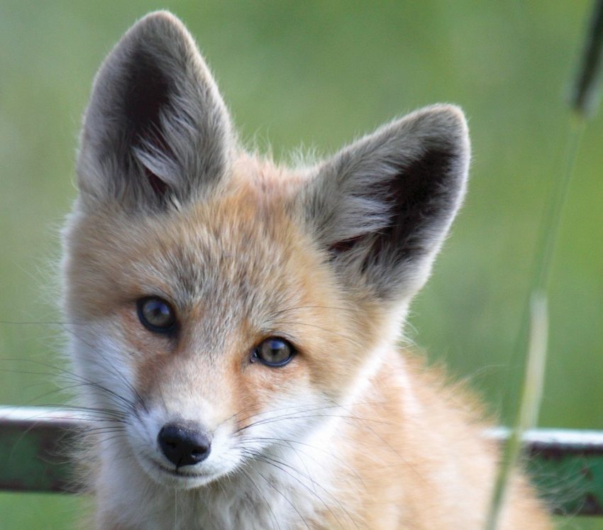 a red fox kit stares at the camera, head tilted to one side, in front of what appears to be a wooden fence in a grassy field