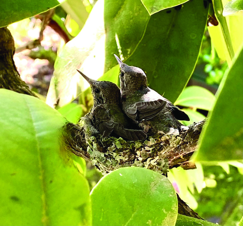 hummingbird chicks look upward from their nest hidden among broad green leaves