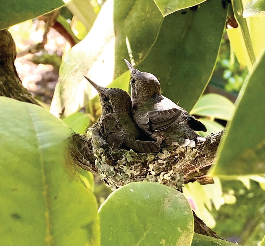 hummingbird chicks look upward from their nest hidden among broad green leaves