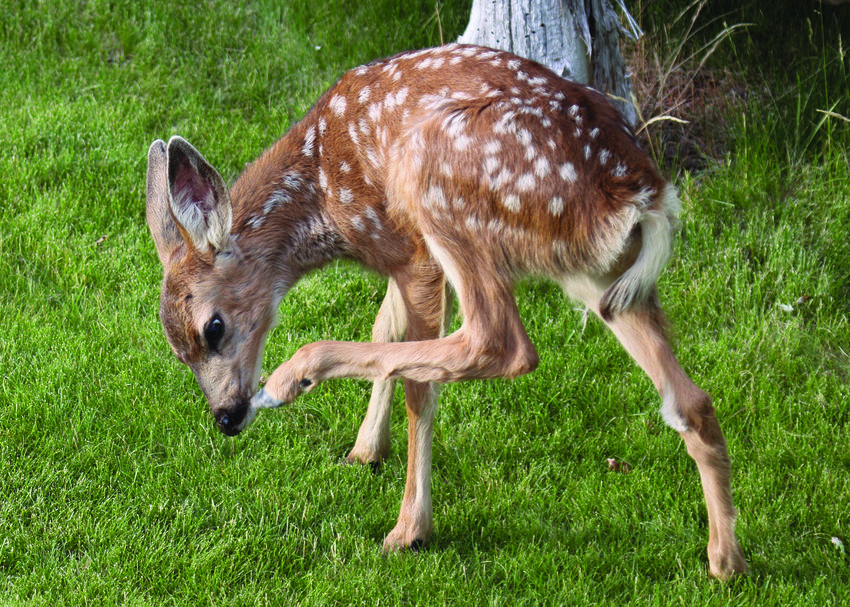fawn standing in grass and using his rear hoof to scratch his chin