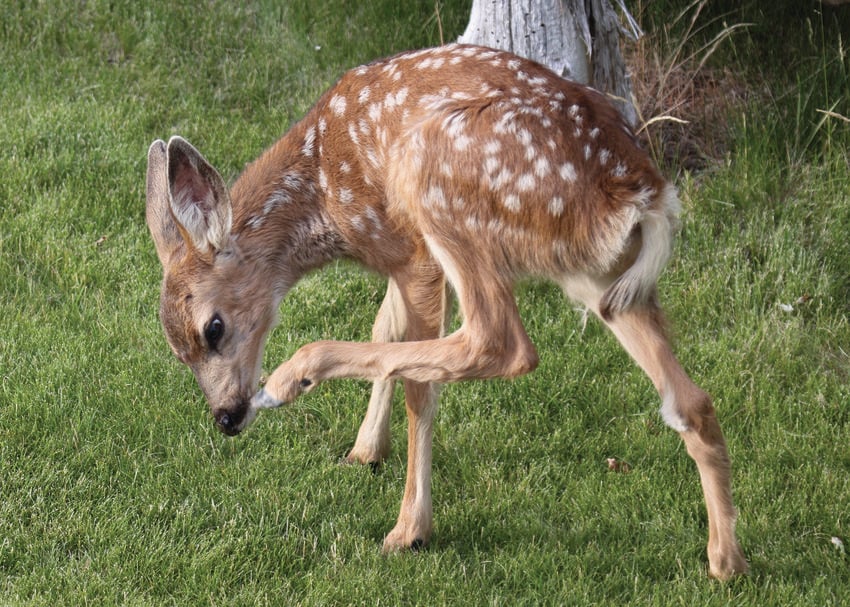 fawn standing in grass and using his rear hoof to scratch his chin