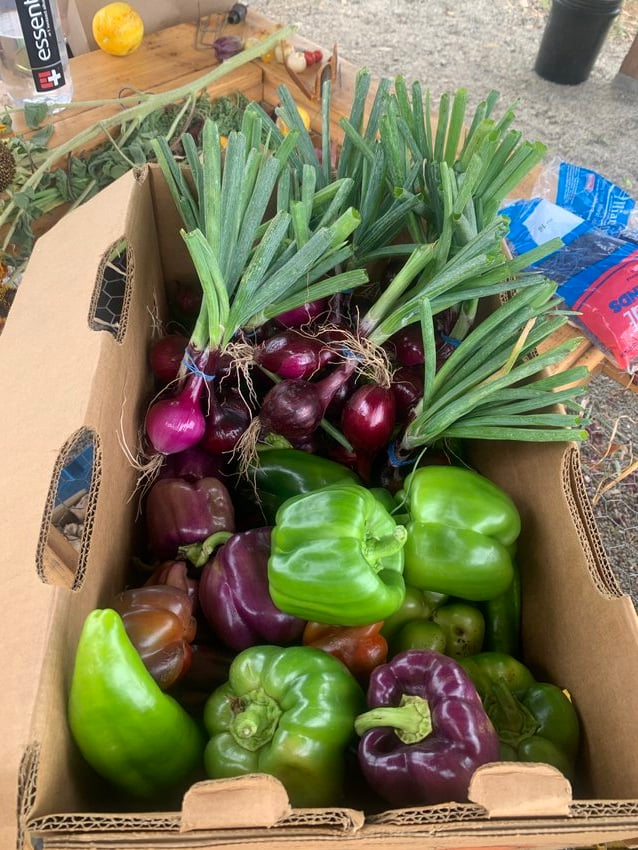 A photograph of a cardboard box full of spring onions, green bell peppers and purple bell peppers.