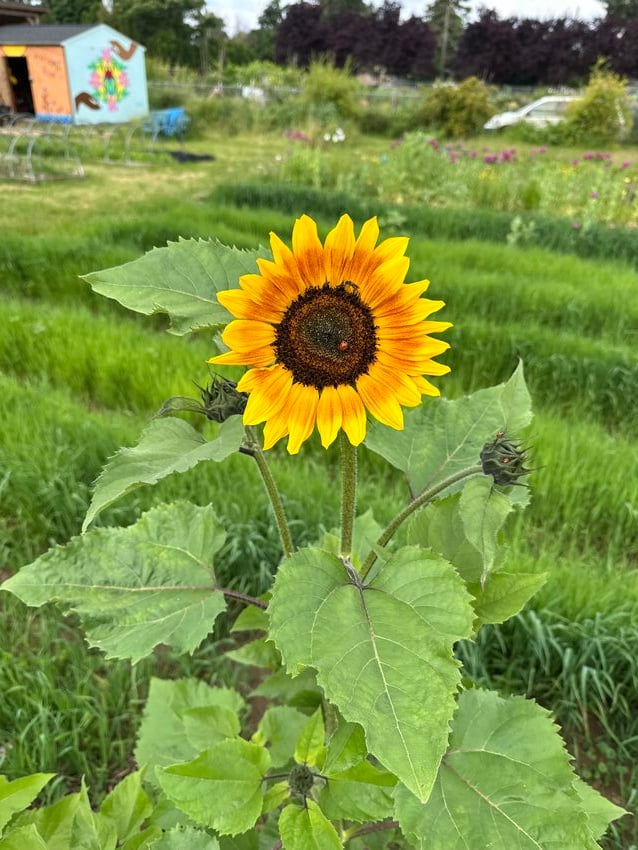 A photograph of a sunflower with a ladybug in it against the backdrop of the farm – trees, flowers, grass, low tunnels, and a shed with a mural of two Black hands reaching toward a beetle framed by flowers.
