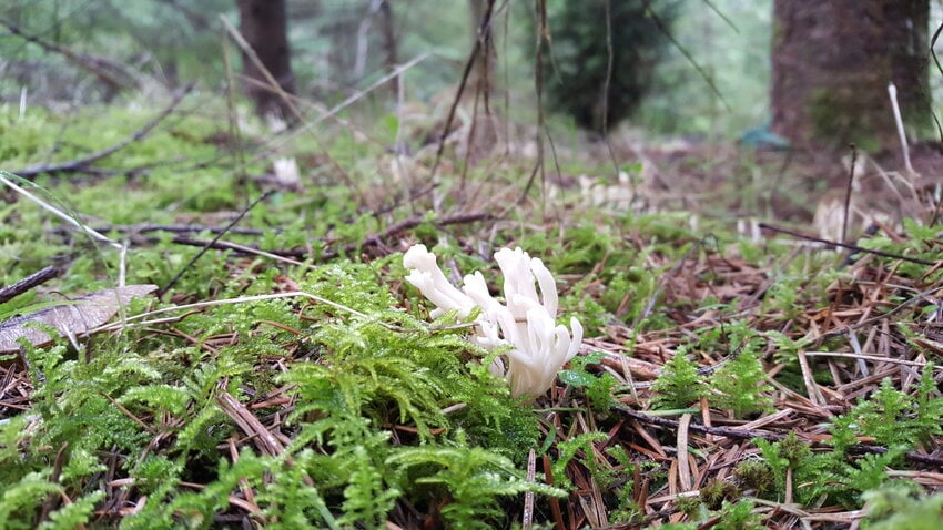 a white, multi-branched fungus emerges from mossy woodland ground